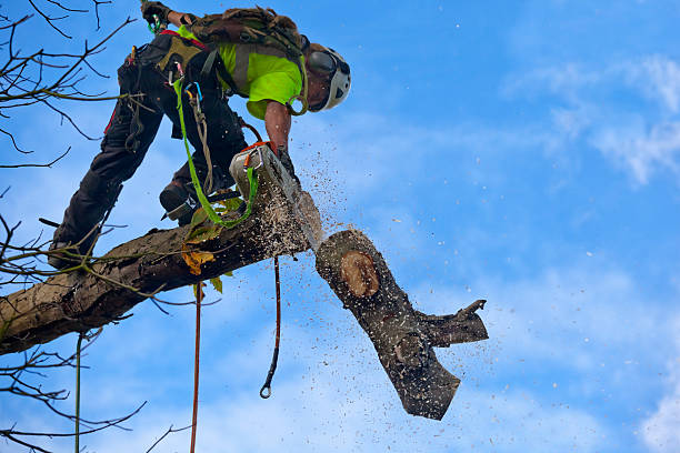 Best Hazardous Tree Removal  in Elgin, OK